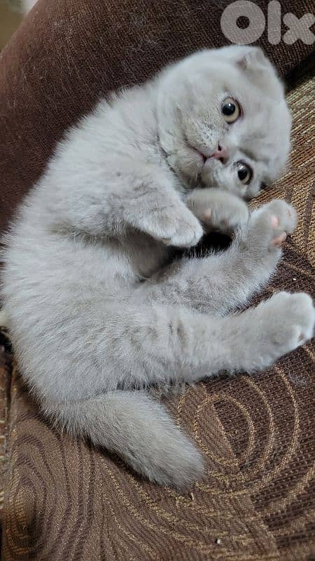 pure Scottish fold lilac kitten HIGHEST QUALITY 6