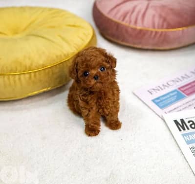 بيروت السبتية