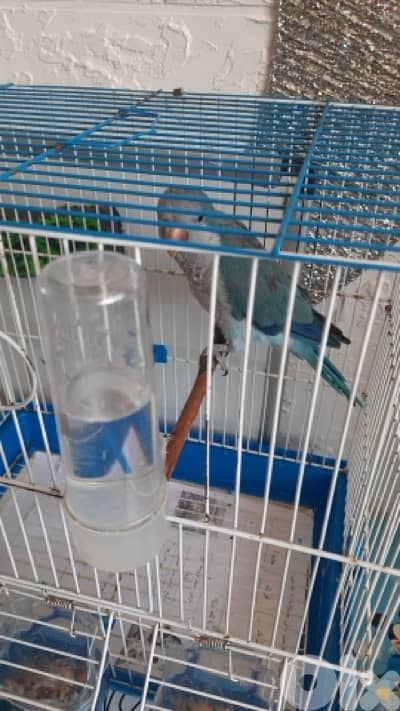 كويكر ازرق انثى