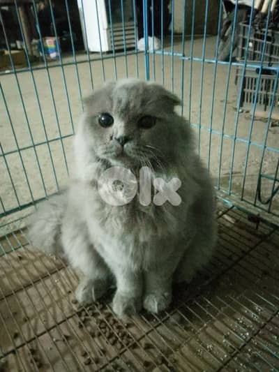 Scottish fold