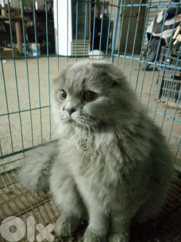 Scottish fold 2