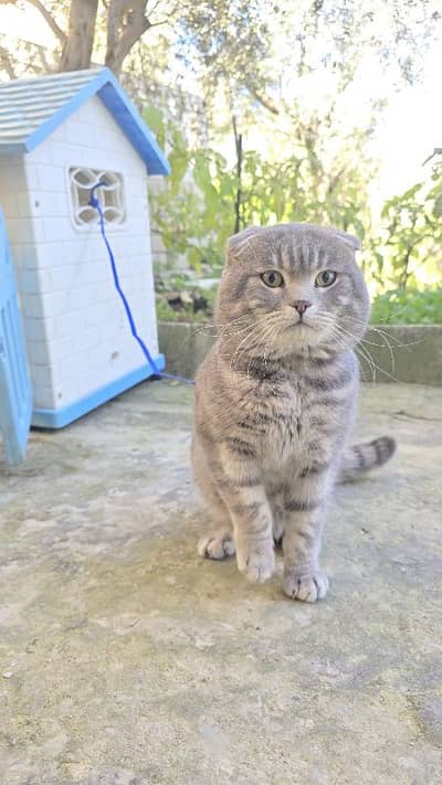 Scottich fold (mother pure, father british)