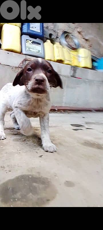pointer puppies