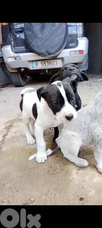 pointer puppies 1