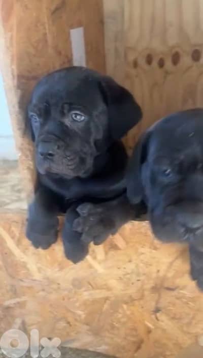 corso cane cane corso