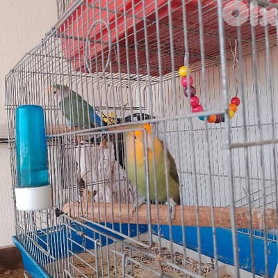 جوز ببغاء الروز