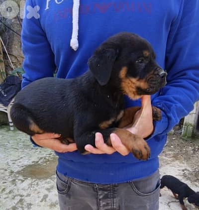 rottweiler puppies for sale