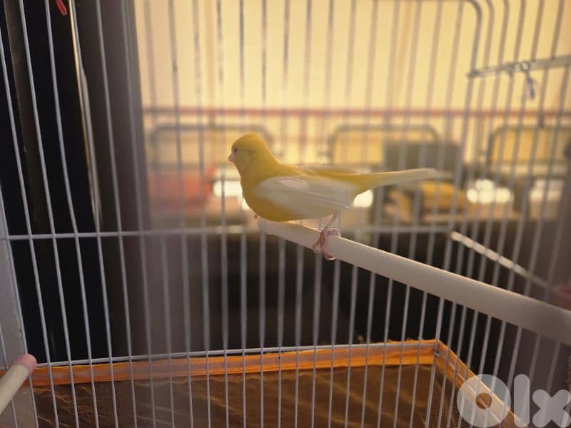 canary birds 2
