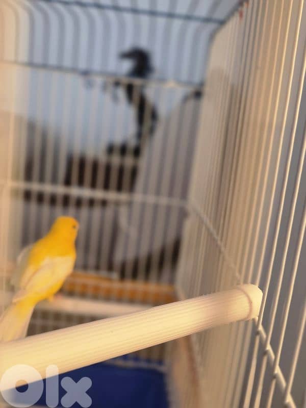 canary birds 5