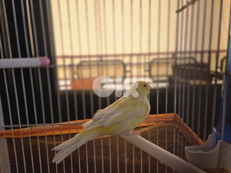 canary birds 11