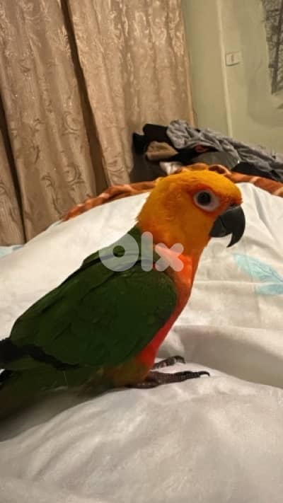 Jenday conure