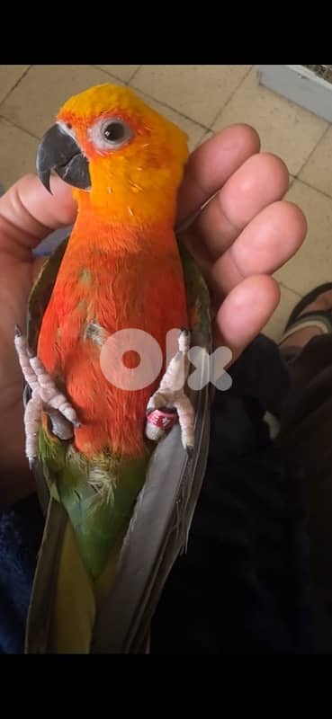 Jenday conure 1
