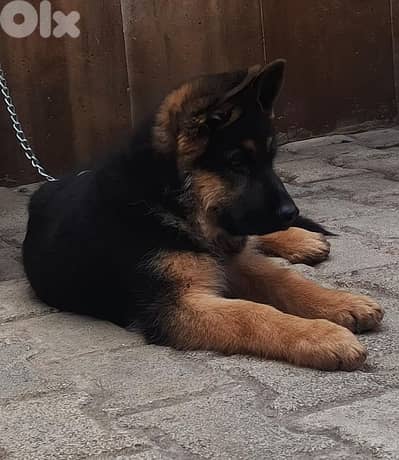 german sheperd top quality 3 months vaccinated and dewormed
