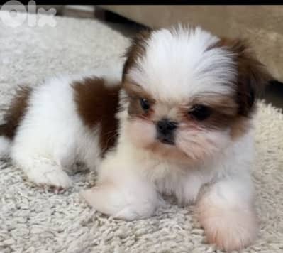 shih tzu