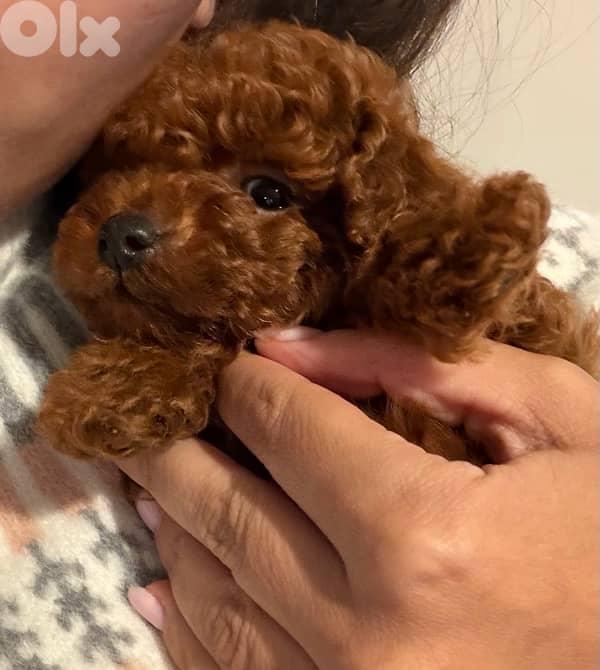 REAL TEACUP POODLE VERY HIGH QUALITY !!! مع كل اغراضو و اكل ع ٣ شهور 1