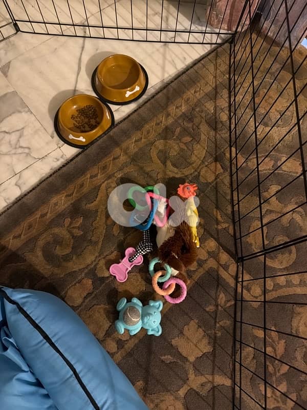 REAL TEACUP POODLE VERY HIGH QUALITY !!! مع كل اغراضو و اكل ع ٣ شهور 3