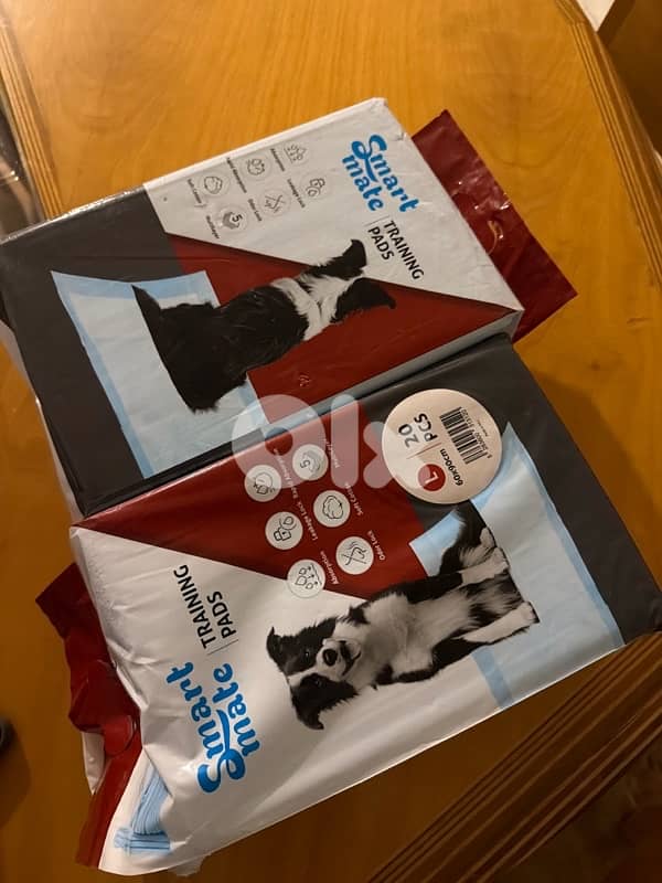 REAL TEACUP POODLE VERY HIGH QUALITY !!! مع كل اغراضو و اكل ع ٣ شهور 4