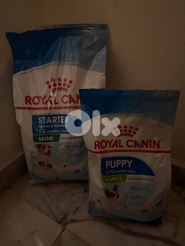 REAL TEACUP POODLE VERY HIGH QUALITY !!! مع كل اغراضو و اكل ع ٣ شهور 5