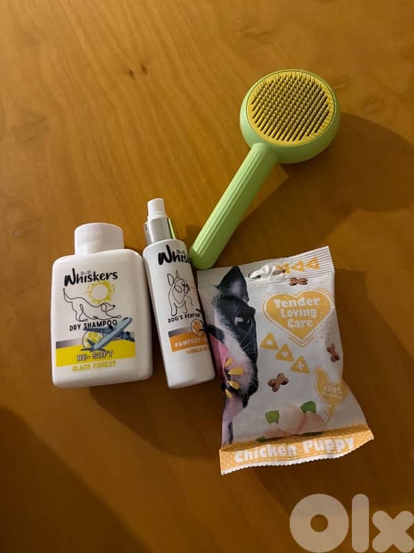 REAL TEACUP POODLE VERY HIGH QUALITY !!! مع كل اغراضو و اكل ع ٣ شهور 6