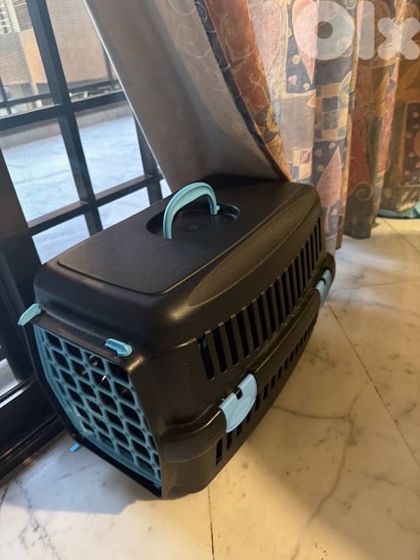 REAL TEACUP POODLE VERY HIGH QUALITY !!! مع كل اغراضو و اكل ع ٣ شهور 7