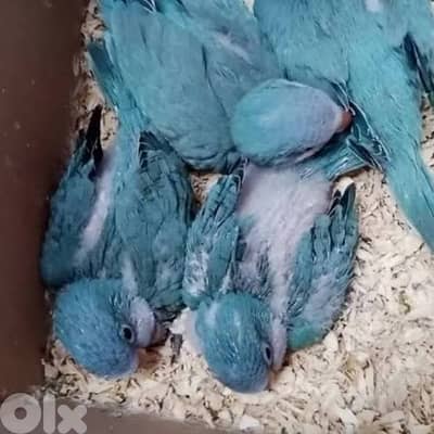 افراخ ببغاء درة نيبالي- هندي -كويكر