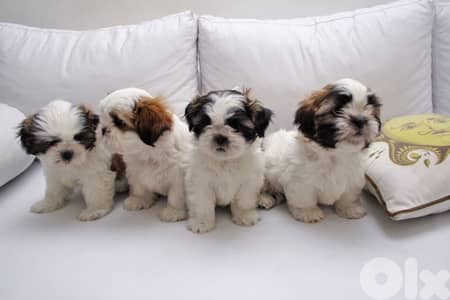 Charming Shih tzu Puppies Available / in store & delivery