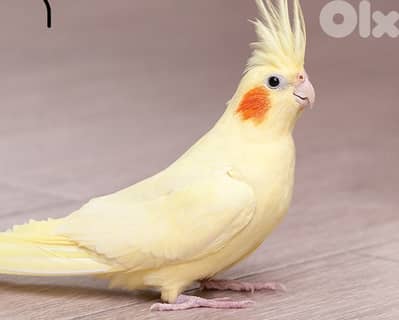 tamed cocktail كروان مروض