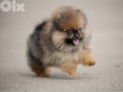 pomeranian