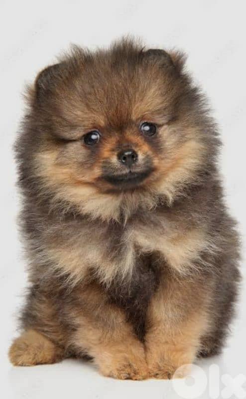 pomeranian 1