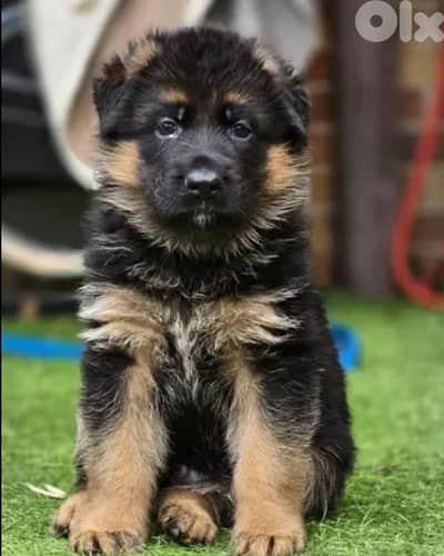 German shepherd