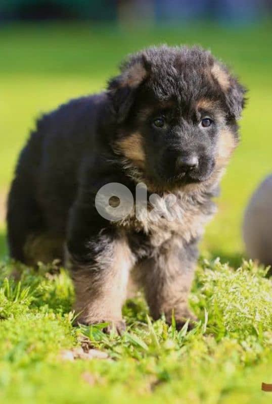 German shepherd 1