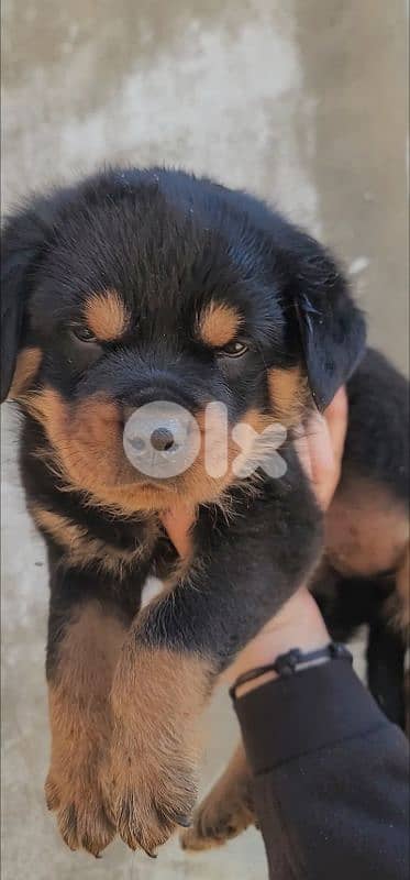 rottweiler serbian blood