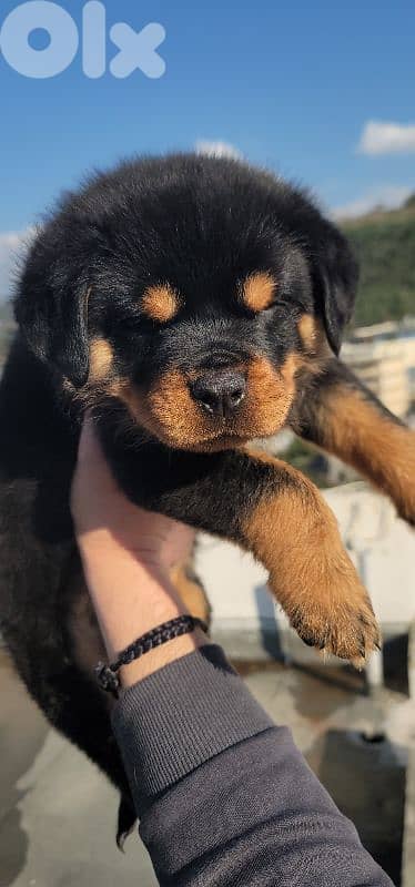 rottweiler serbian blood