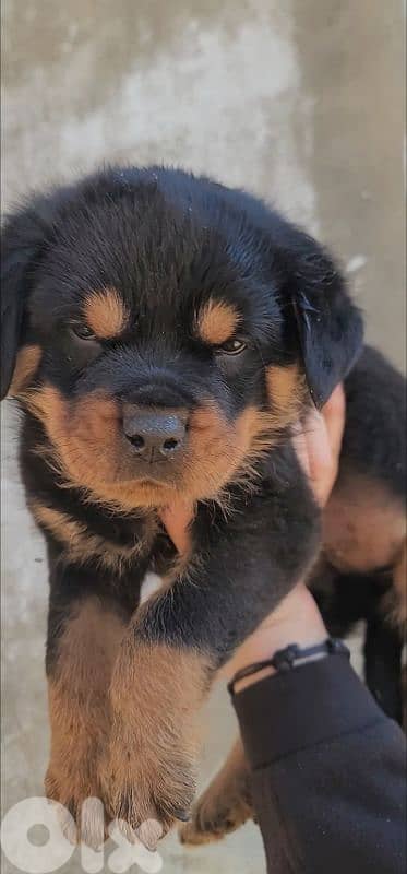 rottweiler serbian blood 1