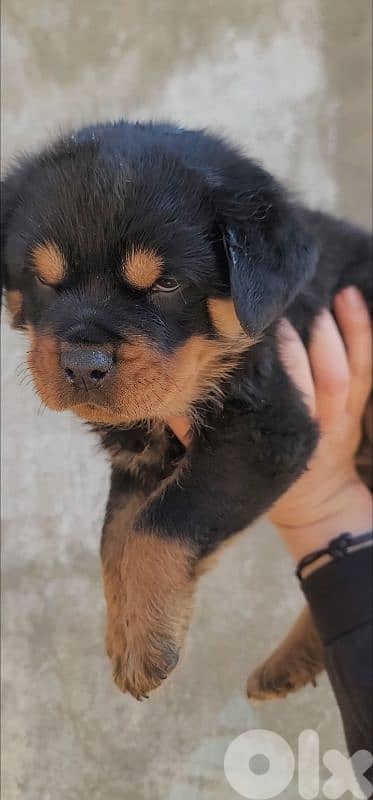 rottweiler serbian blood 2