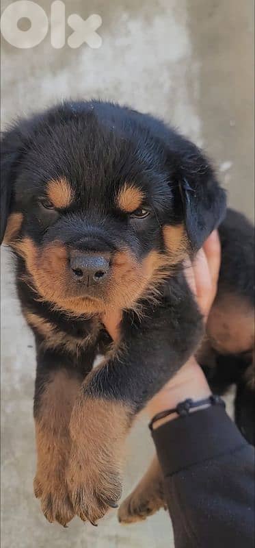 rottweiler serbian blood 3