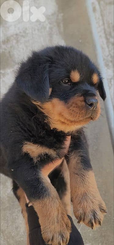 rottweiler serbian blood 5