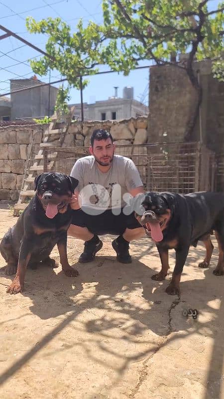 rottweiler serbian blood 6