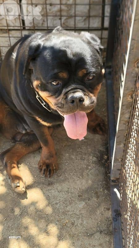 rottweiler serbian blood 8