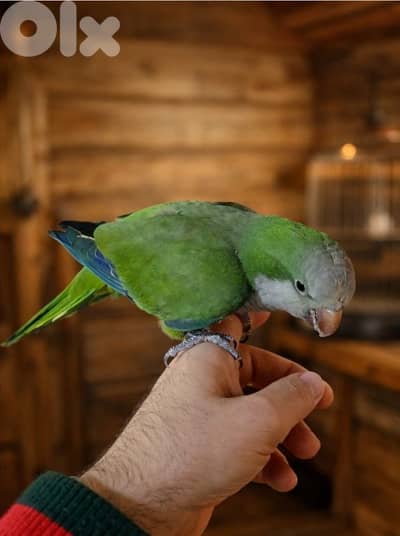 Quacker Parrot l, ببغاء كويكر