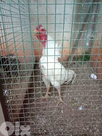 ديك تركي شامو