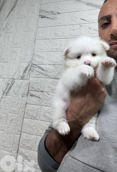 Pomeranian spitz puppies small size