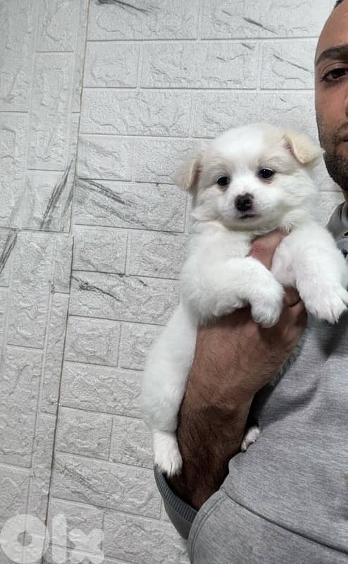 Pomeranian spitz puppies small size 1
