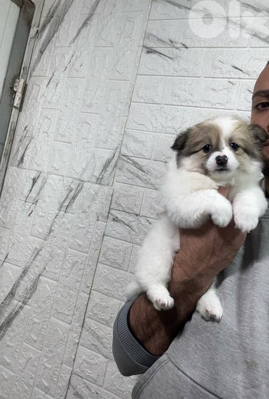 Pomeranian spitz puppies small size 2