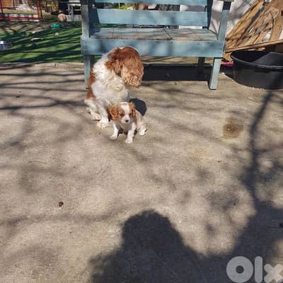 cavalier king charles