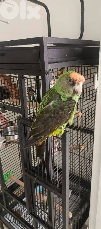 ببغاء جاردن ريد فرونتد