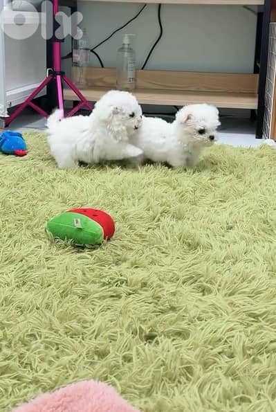 BICHON MALTESE & MALTIPOO dogs available special offers!!