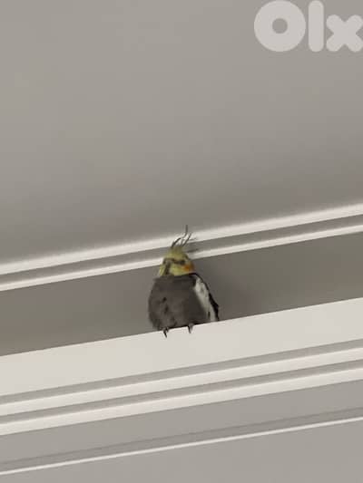 cockatiel for sale