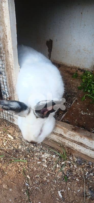 ارانب للبيع