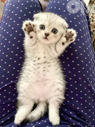 Small Scottish Silver Chinchilla